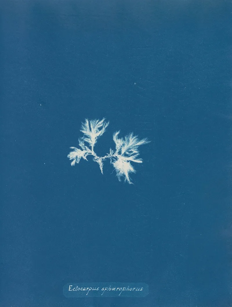 Ectocarpus Sphaerophorus 2 Wall Art by Anna Atkins - High-Resolution Digital Print