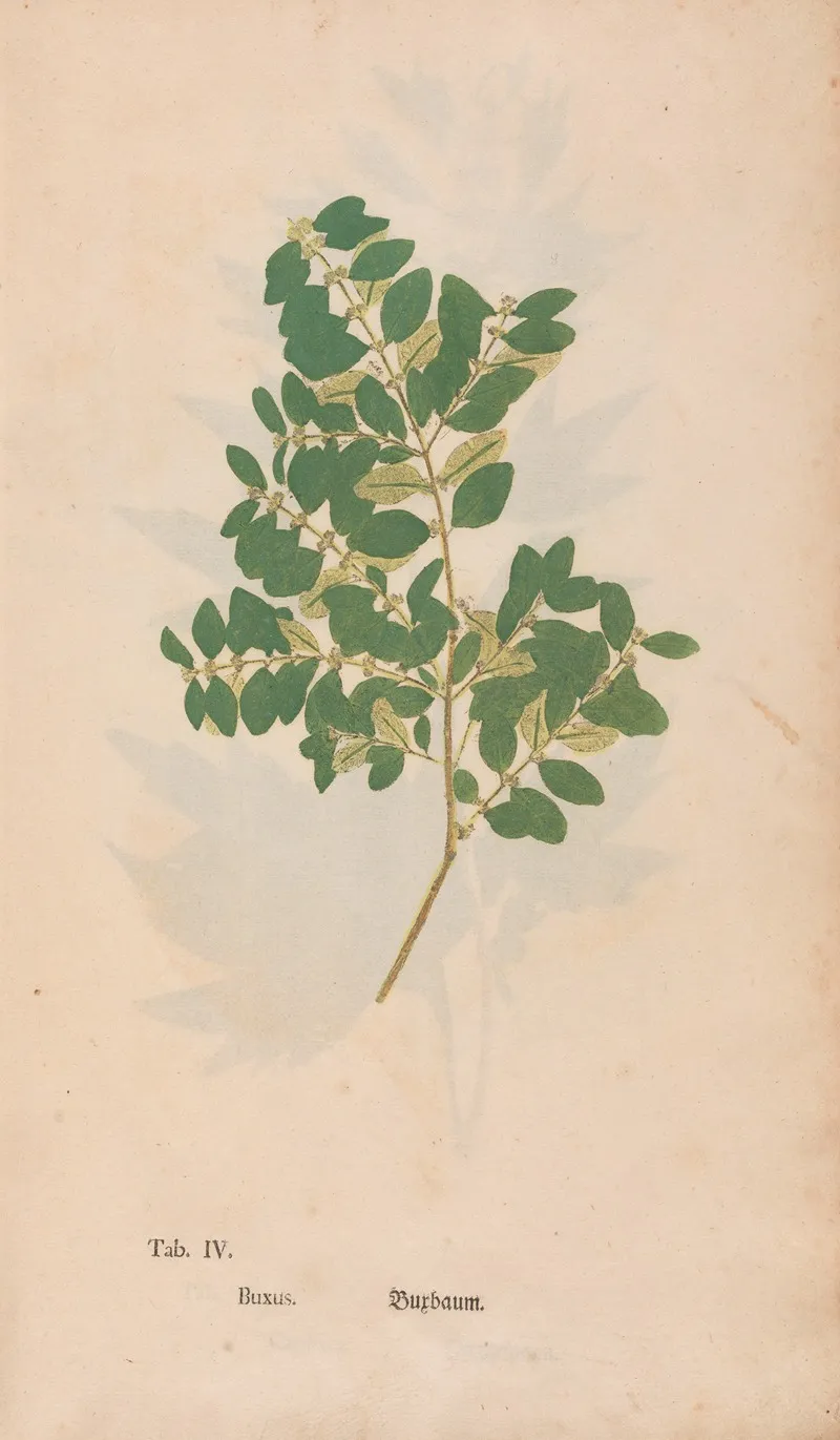 Ectypa Vegetabilium Pl 004 Wall Art by Christian Gottlieb Ludwig - High-Resolution Digital Print