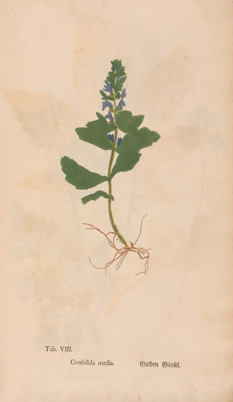 Ectypa Vegetabilium Pl 008 Wall Art by Christian Gottlieb Ludwig - High-Resolution Digital Print