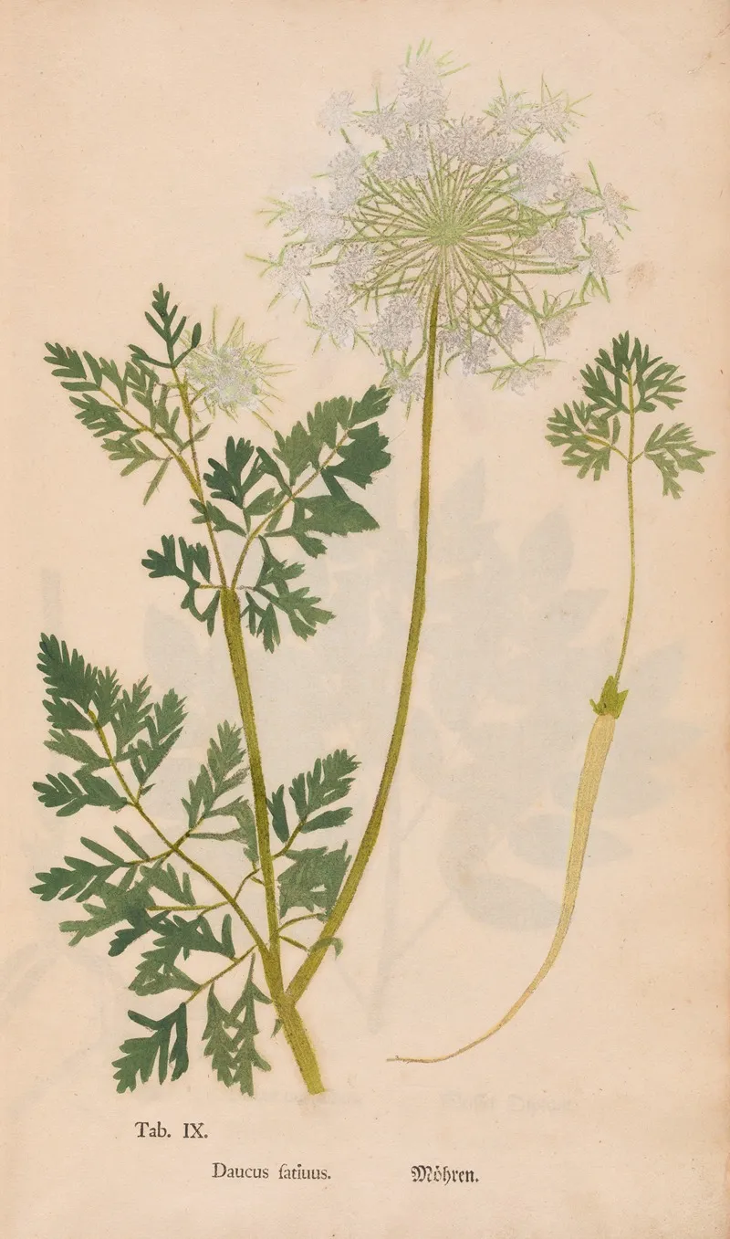 Ectypa Vegetabilium Pl 009 Wall Art by Christian Gottlieb Ludwig - High-Resolution Digital Print