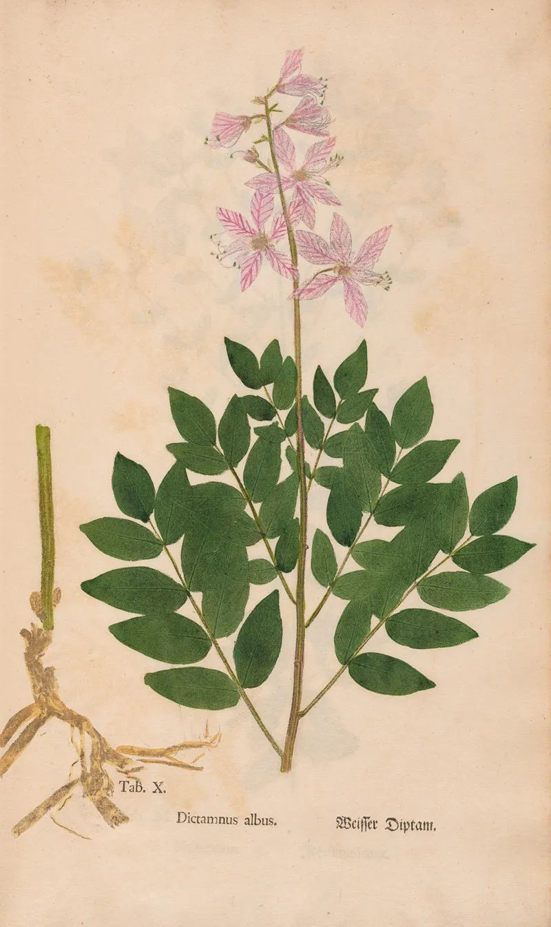 Ectypa Vegetabilium Pl 010 Wall Art by Christian Gottlieb Ludwig - High-Resolution Digital Print