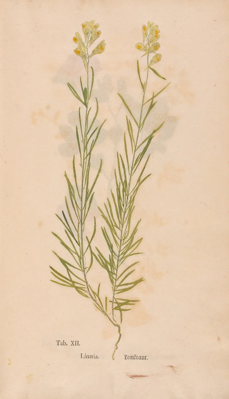 Ectypa Vegetabilium Pl 012 Wall Art by Christian Gottlieb Ludwig - High-Resolution Digital Print