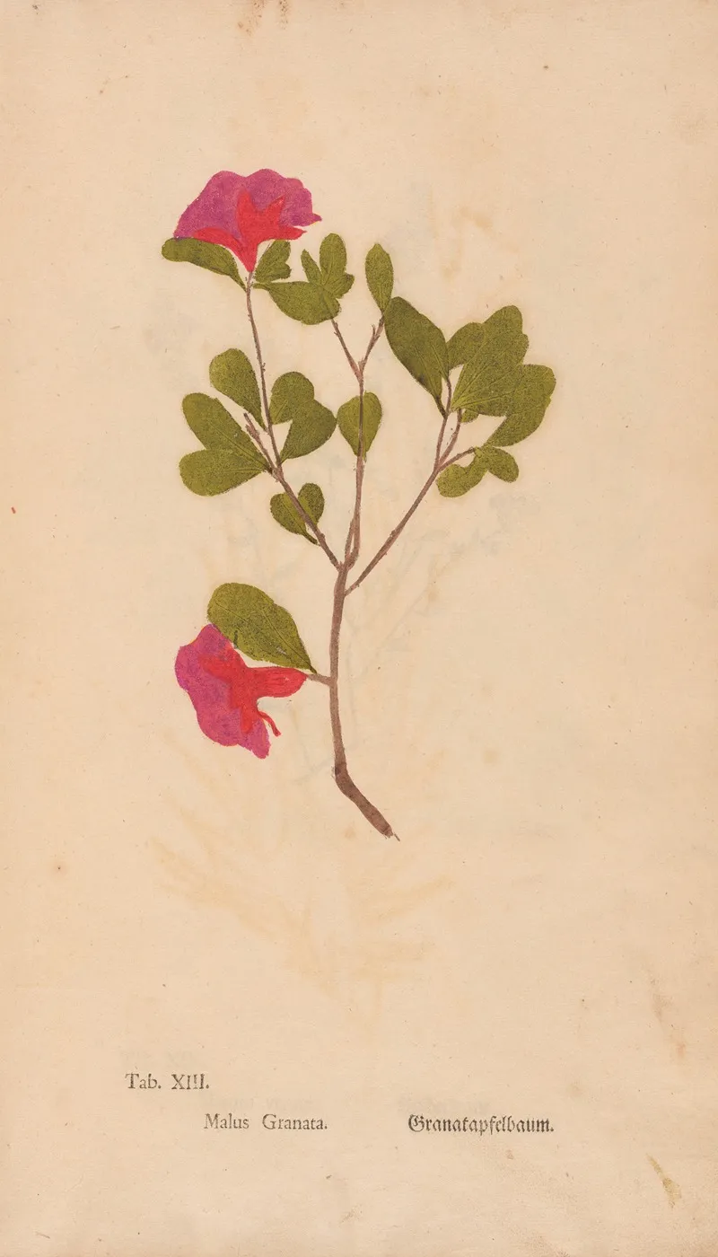 Ectypa Vegetabilium Pl 013 Wall Art by Christian Gottlieb Ludwig - High-Resolution Digital Print