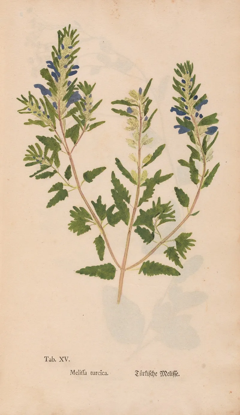 Ectypa Vegetabilium Pl 015 Wall Art by Christian Gottlieb Ludwig - High-Resolution Digital Print
