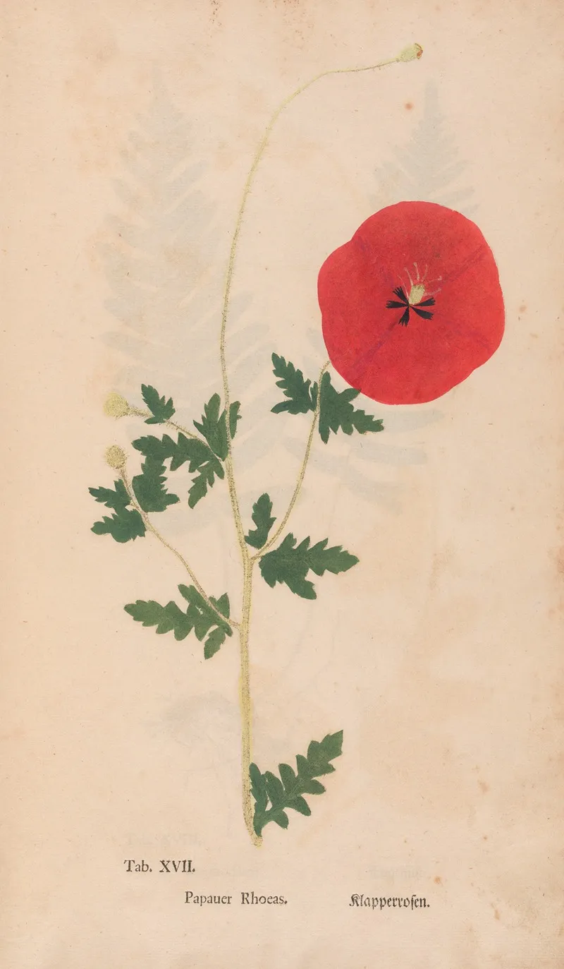Ectypa Vegetabilium Pl 017 Wall Art by Christian Gottlieb Ludwig - High-Resolution Digital Print
