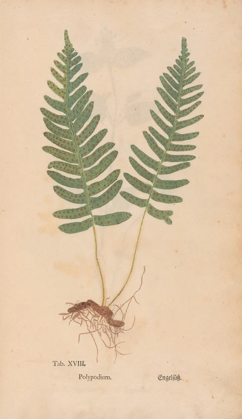 Ectypa Vegetabilium Pl 018 Wall Art by Christian Gottlieb Ludwig - High-Resolution Digital Print