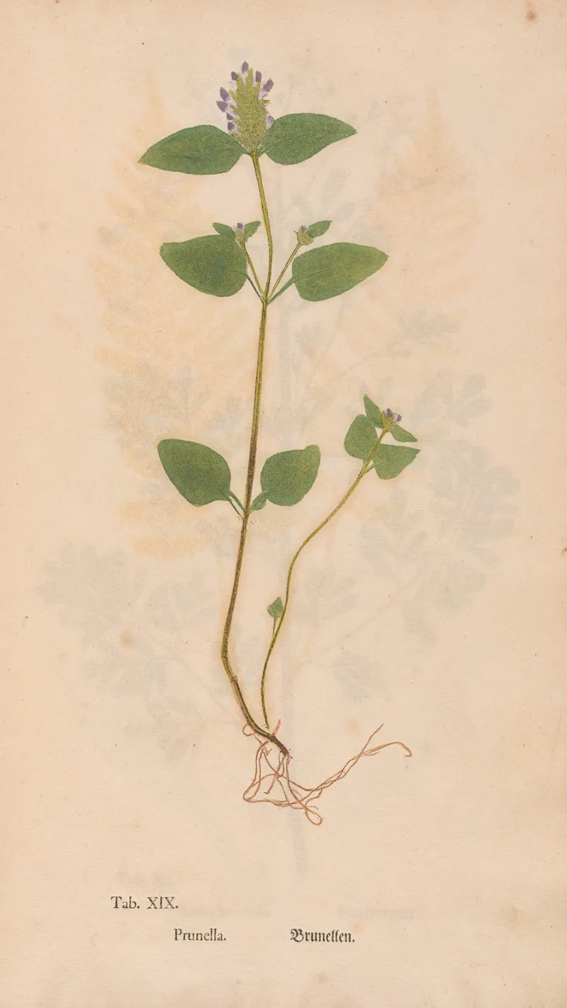 Ectypa Vegetabilium Pl 019 Wall Art by Christian Gottlieb Ludwig - High-Resolution Digital Print