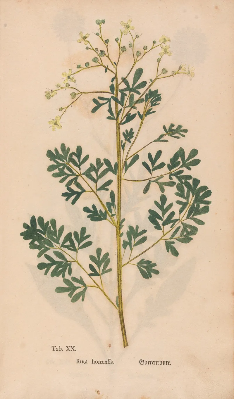 Ectypa Vegetabilium Pl 020 Wall Art by Christian Gottlieb Ludwig - High-Resolution Digital Print