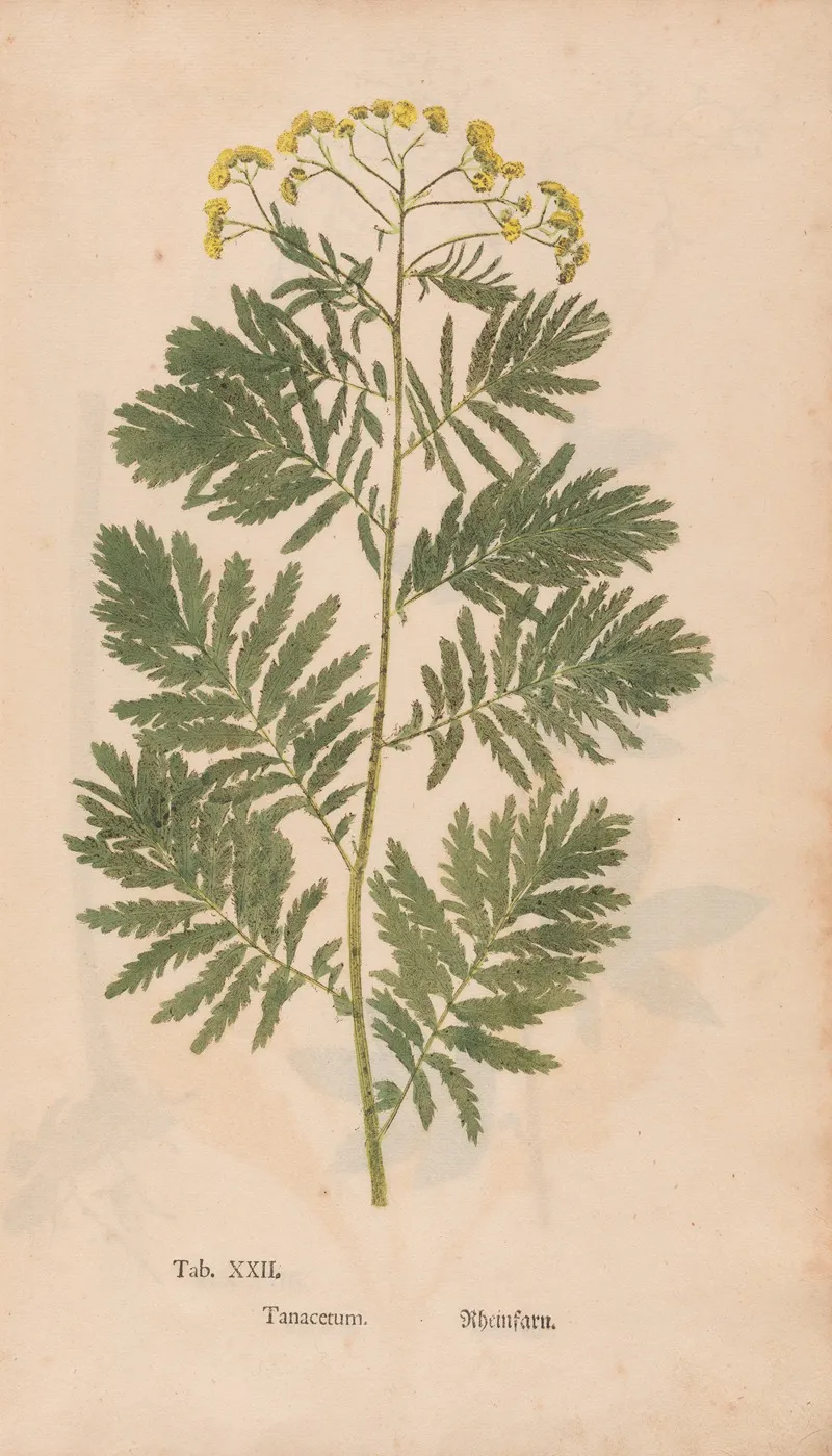 Ectypa Vegetabilium Pl 022 Wall Art by Christian Gottlieb Ludwig - High-Resolution Digital Print