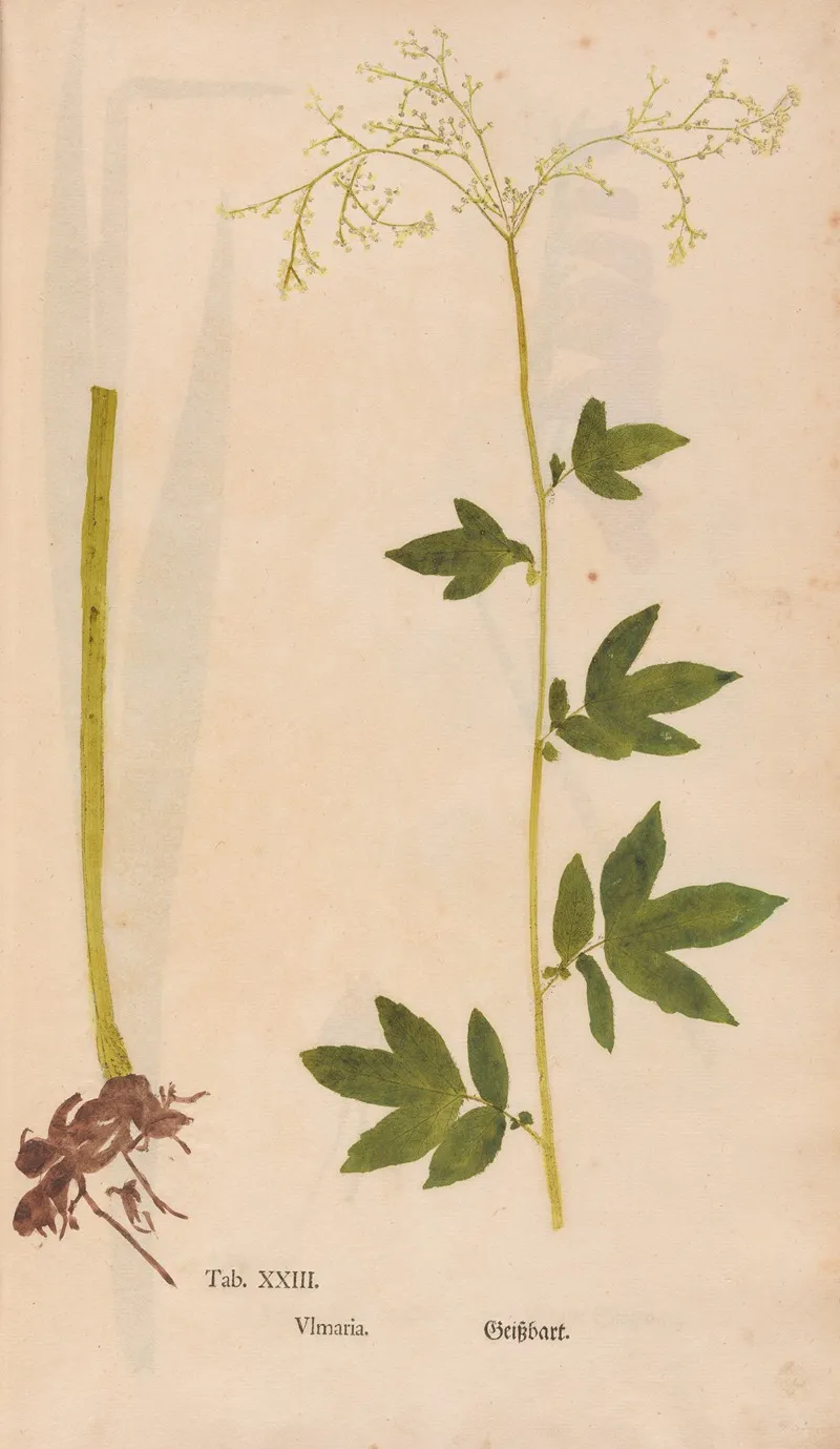 Ectypa Vegetabilium Pl 023 Wall Art by Christian Gottlieb Ludwig - High-Resolution Digital Print