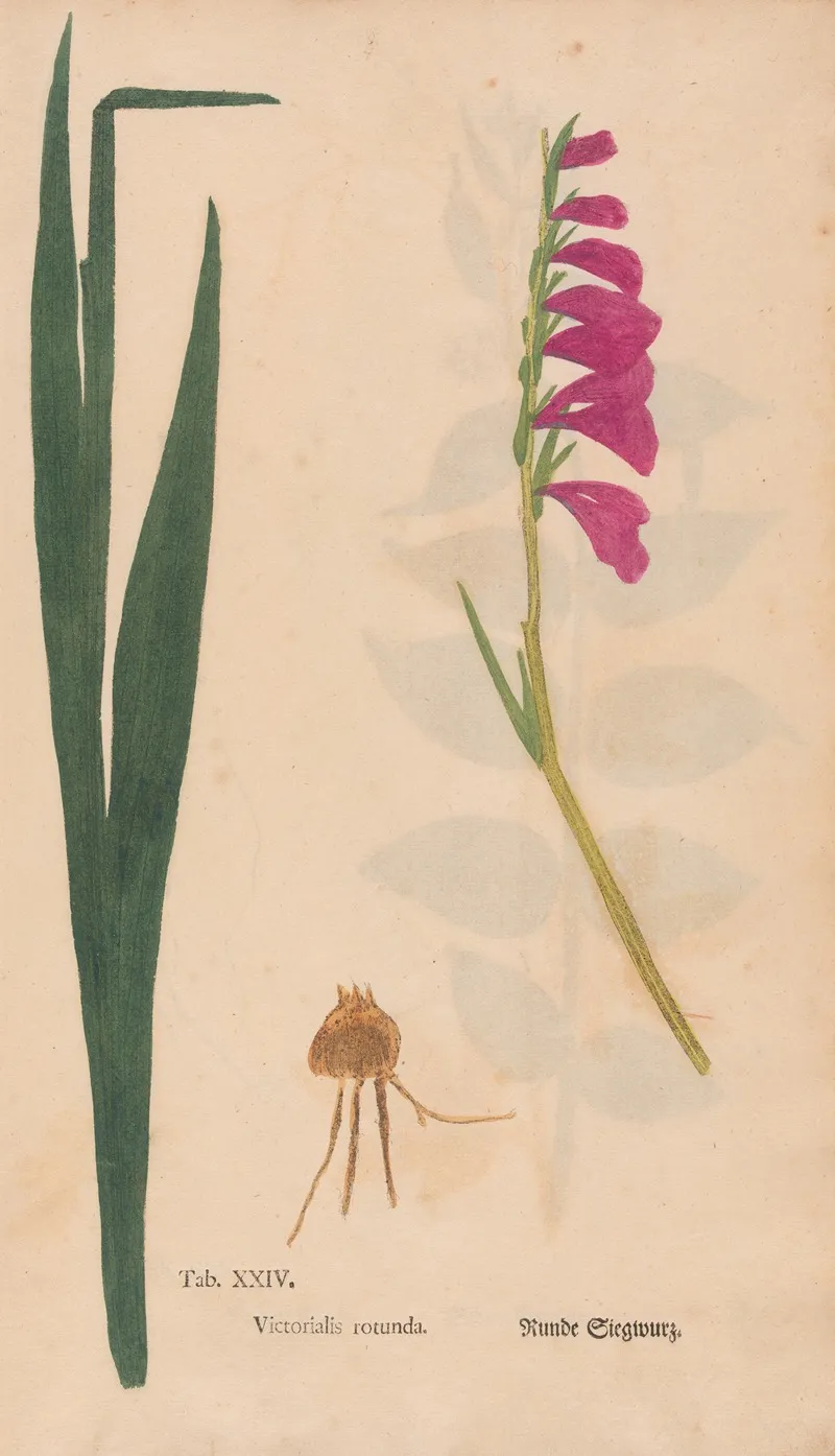 Ectypa Vegetabilium Pl 024 Wall Art by Christian Gottlieb Ludwig - High-Resolution Digital Print