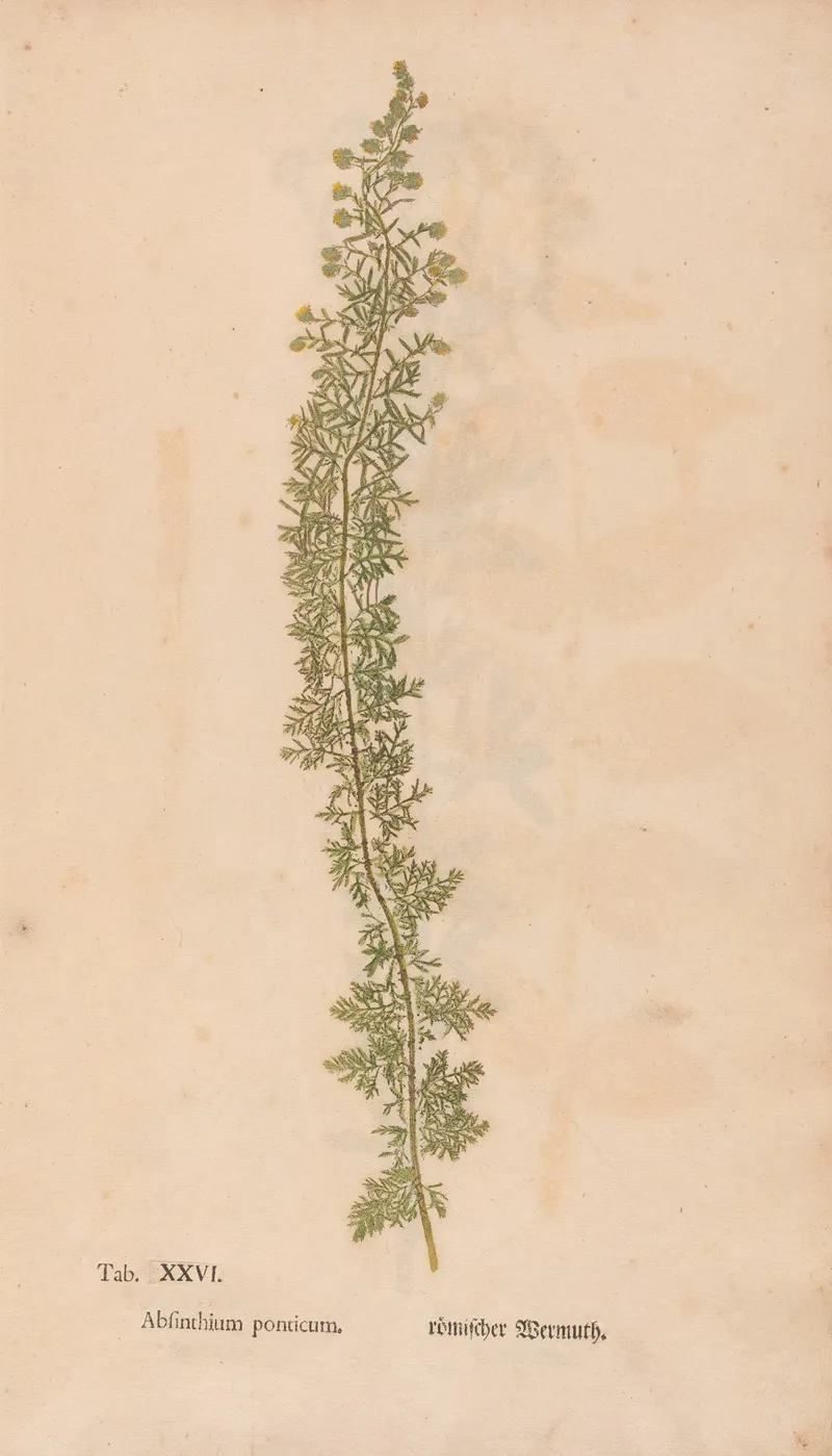 Ectypa Vegetabilium Pl 026 Wall Art by Christian Gottlieb Ludwig - High-Resolution Digital Print