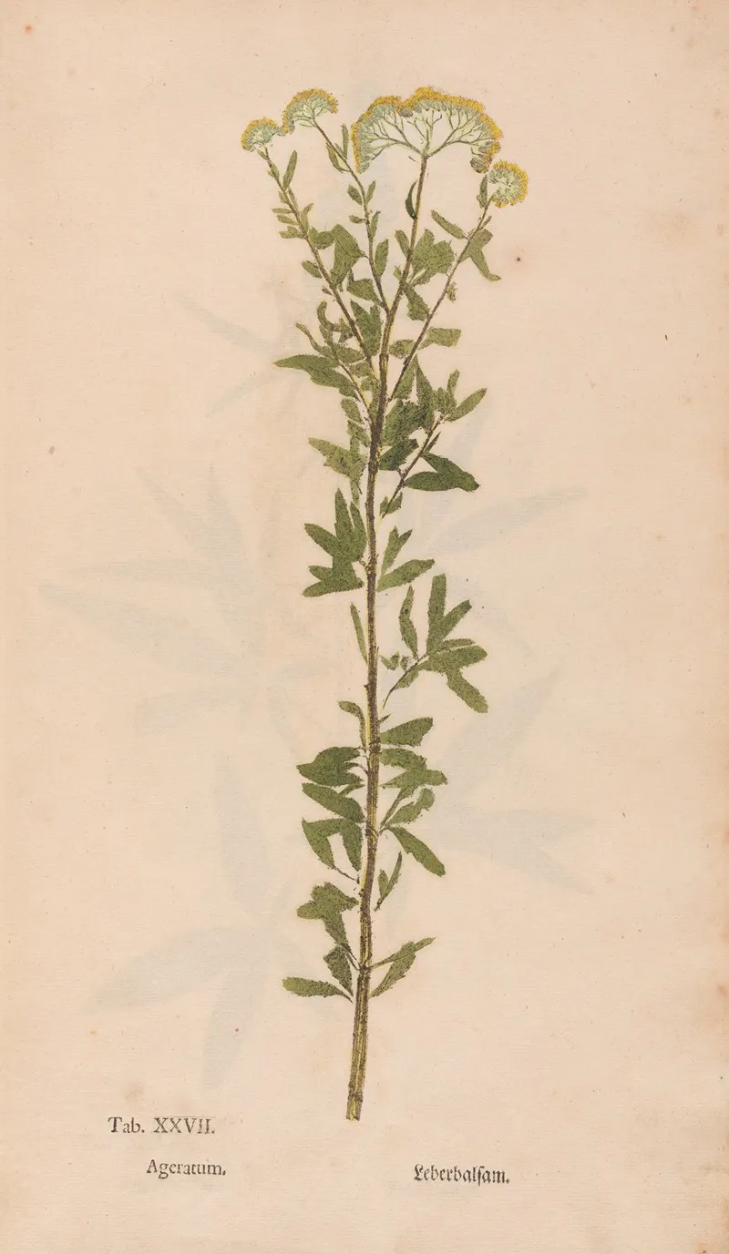 Ectypa Vegetabilium Pl 027 Wall Art by Christian Gottlieb Ludwig - High-Resolution Digital Print