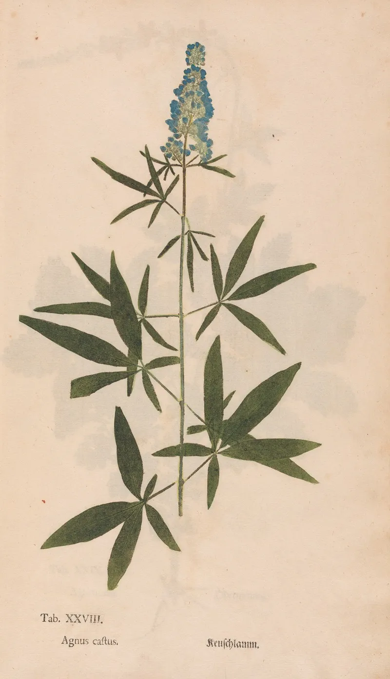 Ectypa Vegetabilium Pl 028 Wall Art by Christian Gottlieb Ludwig - High-Resolution Digital Print
