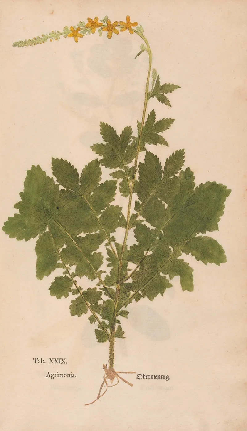 Ectypa Vegetabilium Pl 029 Wall Art by Christian Gottlieb Ludwig - High-Resolution Digital Print