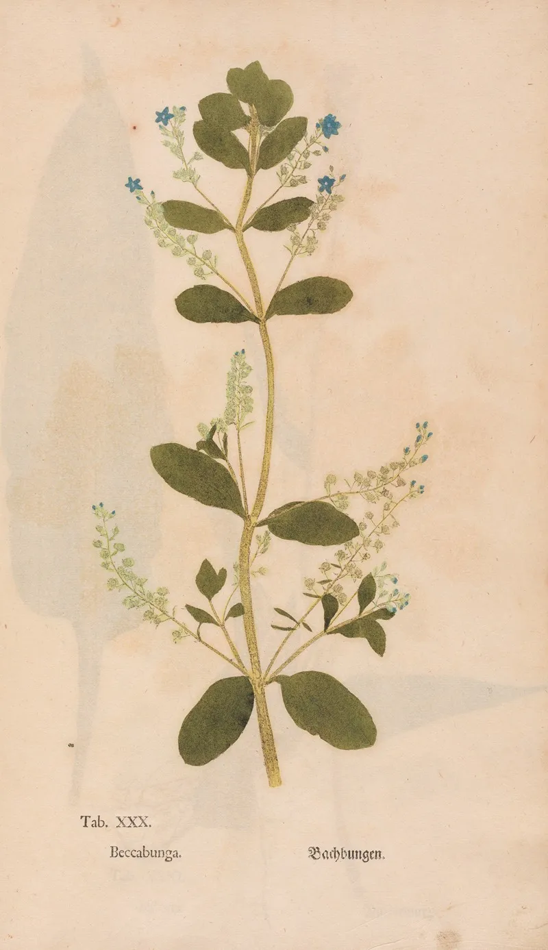 Ectypa Vegetabilium Pl 030 Wall Art by Christian Gottlieb Ludwig - High-Resolution Digital Print