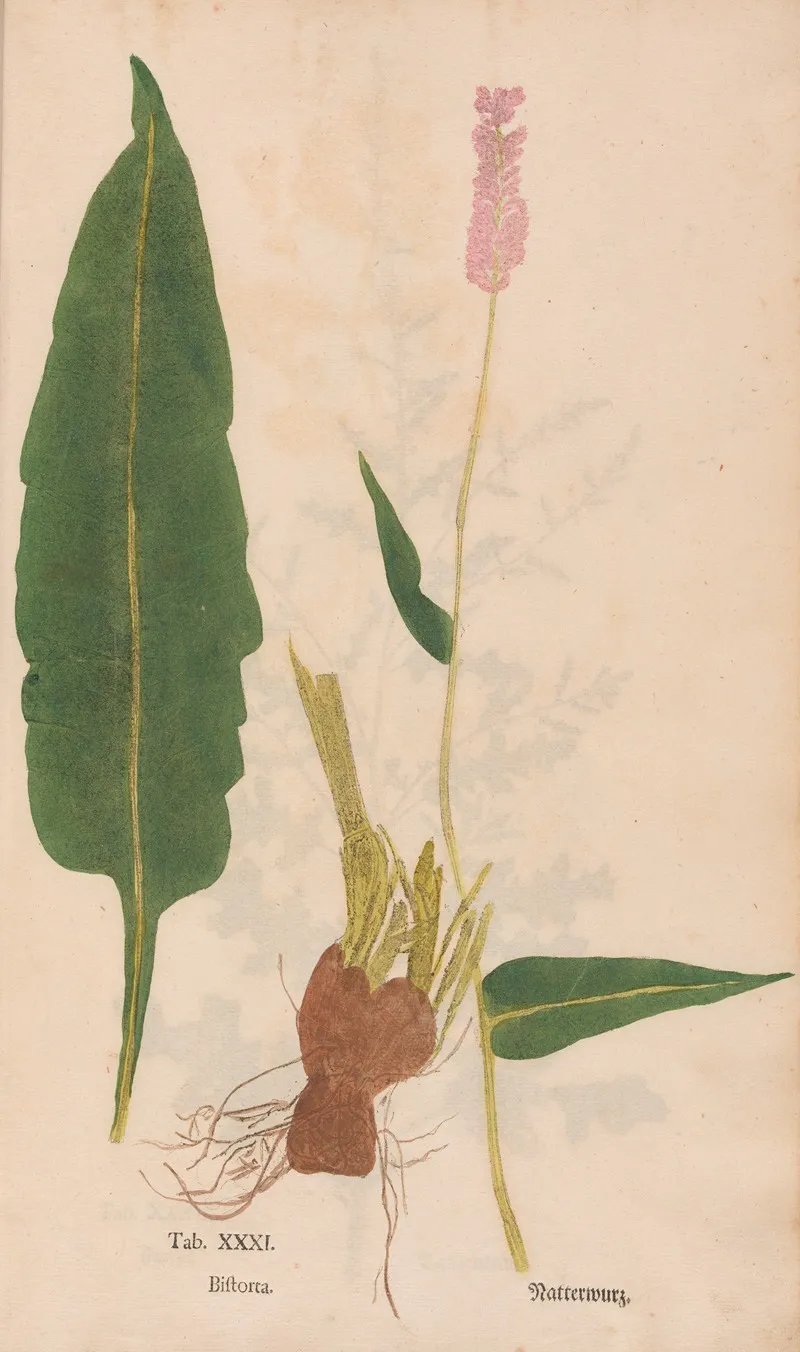 Ectypa Vegetabilium Pl 031 Wall Art by Christian Gottlieb Ludwig - High-Resolution Digital Print