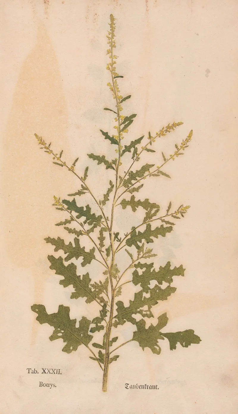 Ectypa Vegetabilium Pl 032 Wall Art by Christian Gottlieb Ludwig - High-Resolution Digital Print