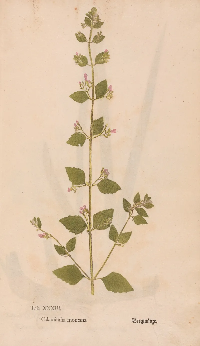 Ectypa Vegetabilium Pl 033 Wall Art by Christian Gottlieb Ludwig - High-Resolution Digital Print