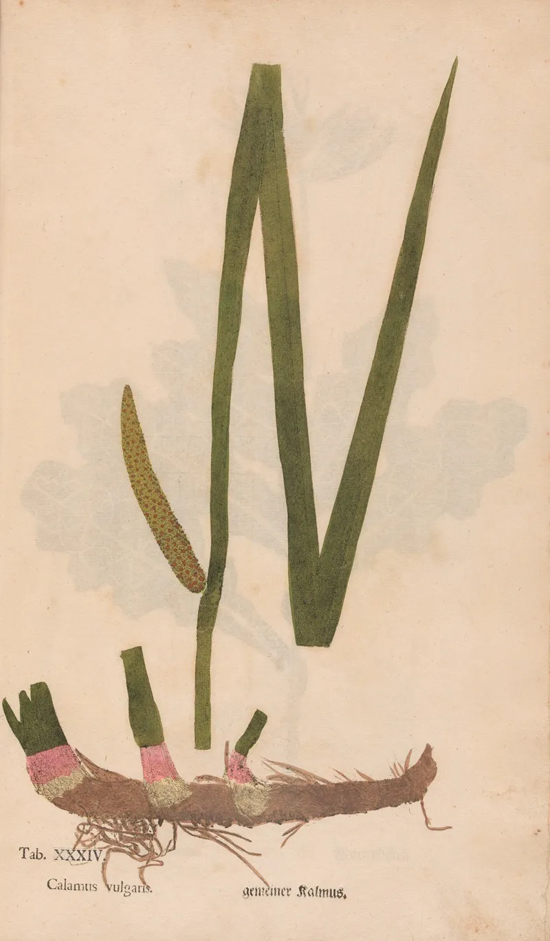 Ectypa Vegetabilium Pl 034 Wall Art by Christian Gottlieb Ludwig - High-Resolution Digital Print