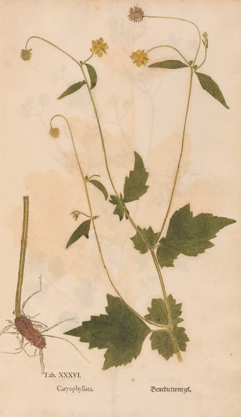 Ectypa Vegetabilium Pl 036 Wall Art by Christian Gottlieb Ludwig - High-Resolution Digital Print