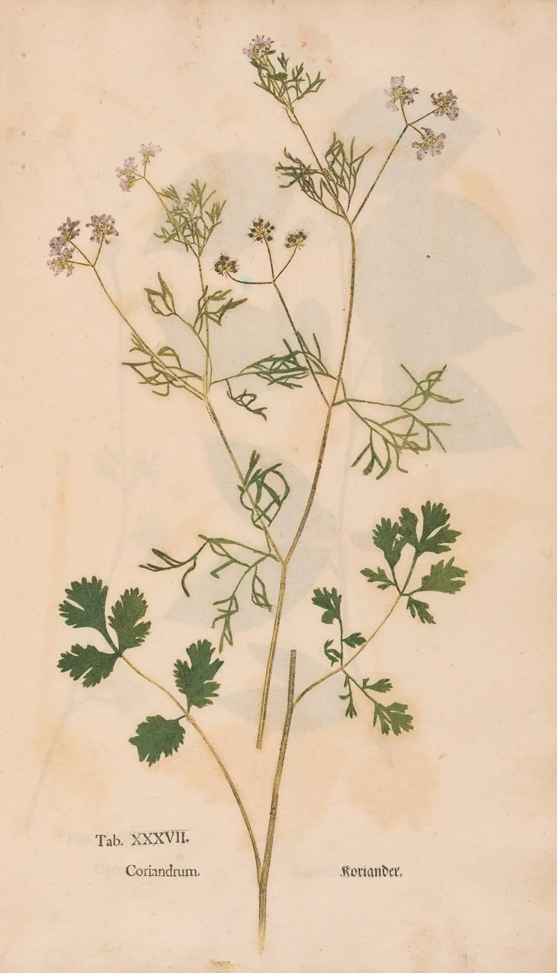 Ectypa Vegetabilium Pl 037 Wall Art by Christian Gottlieb Ludwig - High-Resolution Digital Print