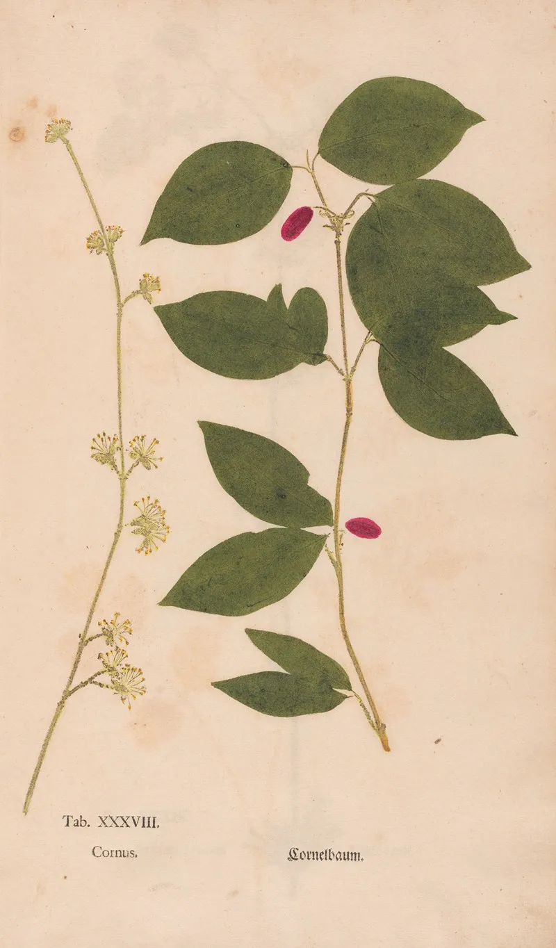 Ectypa Vegetabilium Pl 038 Wall Art by Christian Gottlieb Ludwig - High-Resolution Digital Print