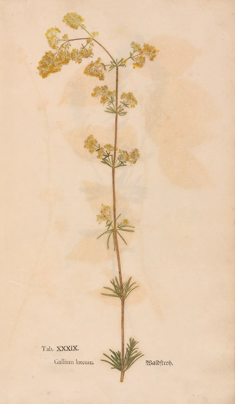 Ectypa Vegetabilium Pl 039 Wall Art by Christian Gottlieb Ludwig - High-Resolution Digital Print