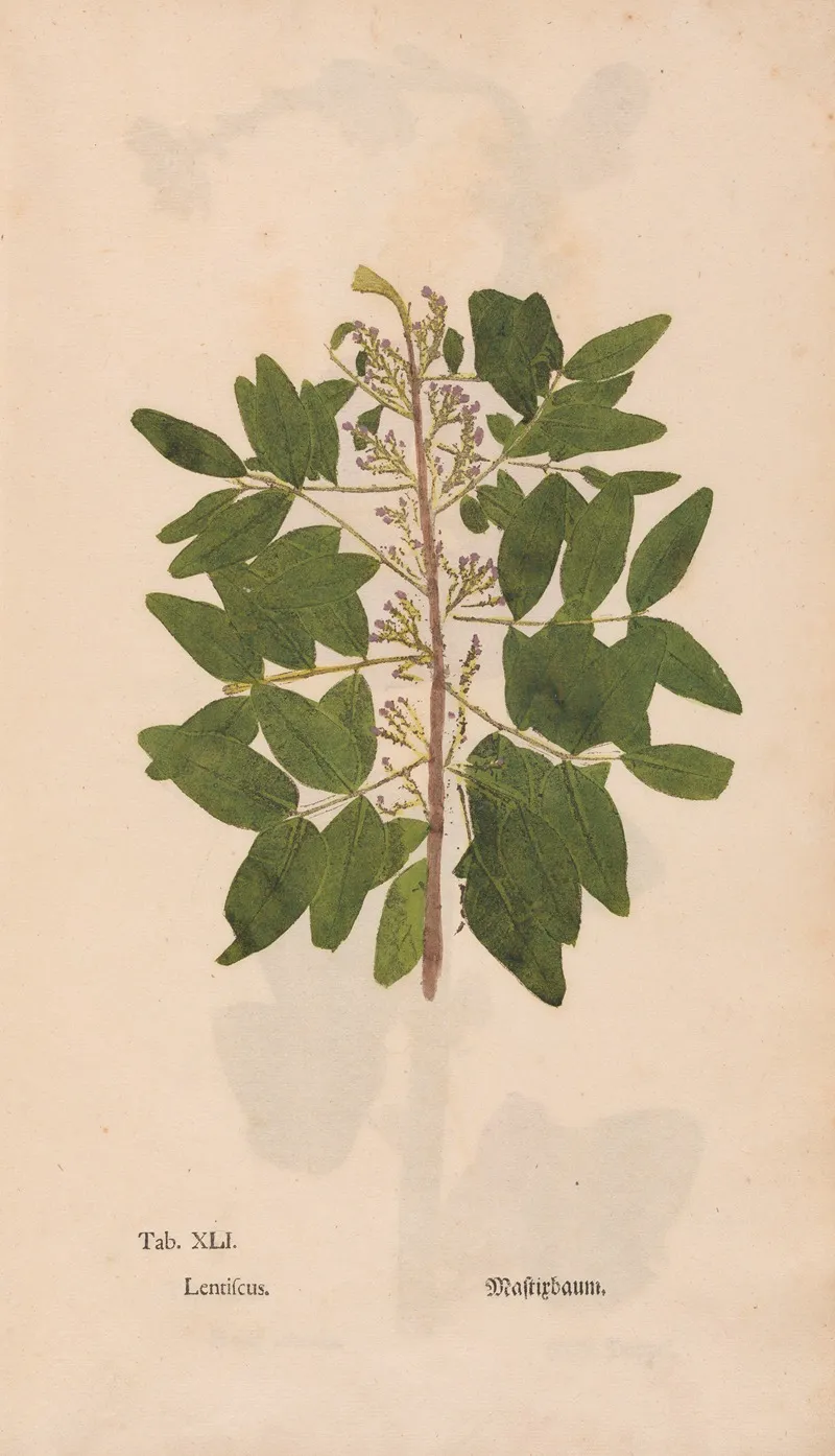 Ectypa Vegetabilium Pl 041 Wall Art by Christian Gottlieb Ludwig - High-Resolution Digital Print