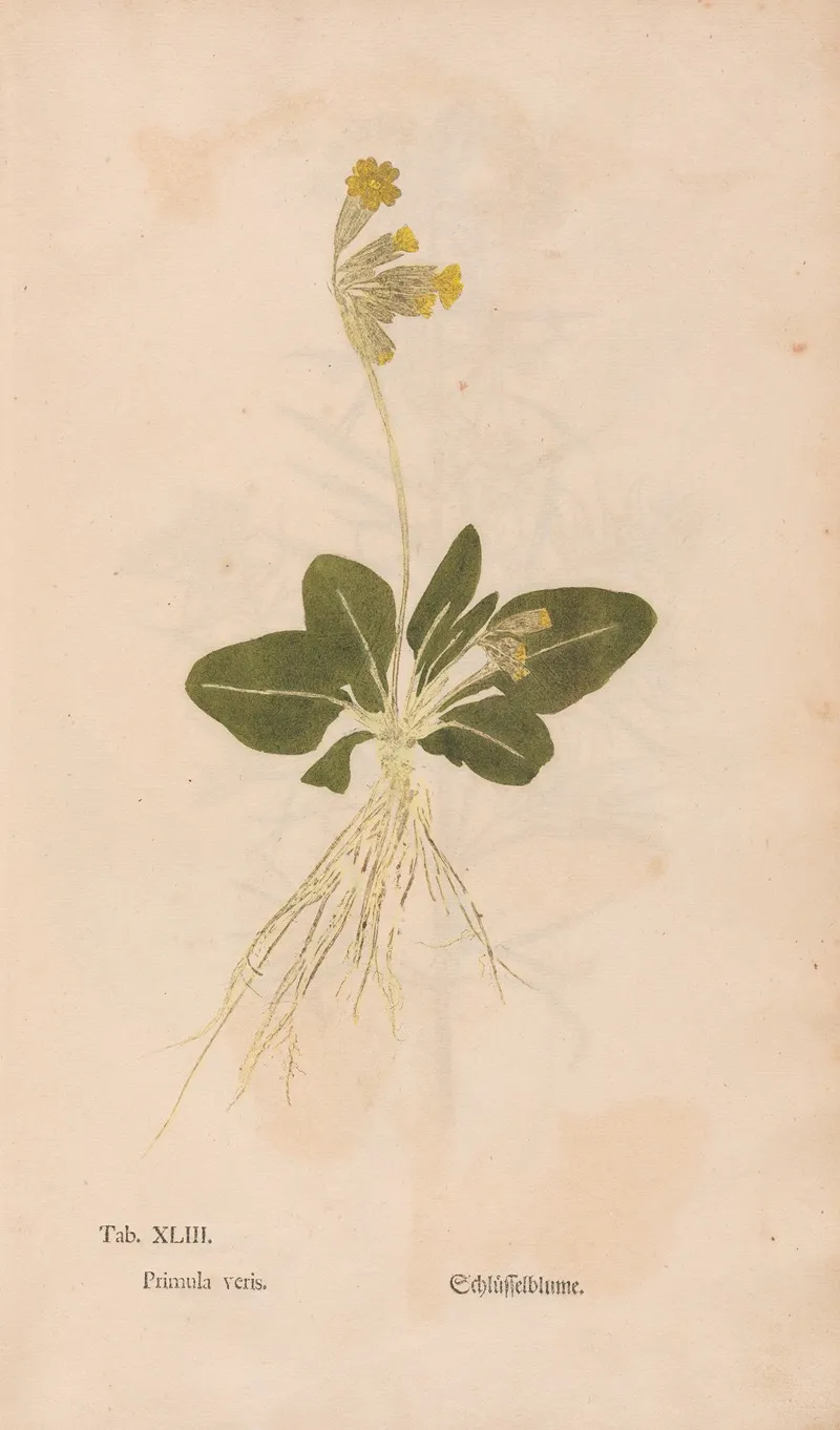 Ectypa Vegetabilium Pl 043 Wall Art by Christian Gottlieb Ludwig - High-Resolution Digital Print