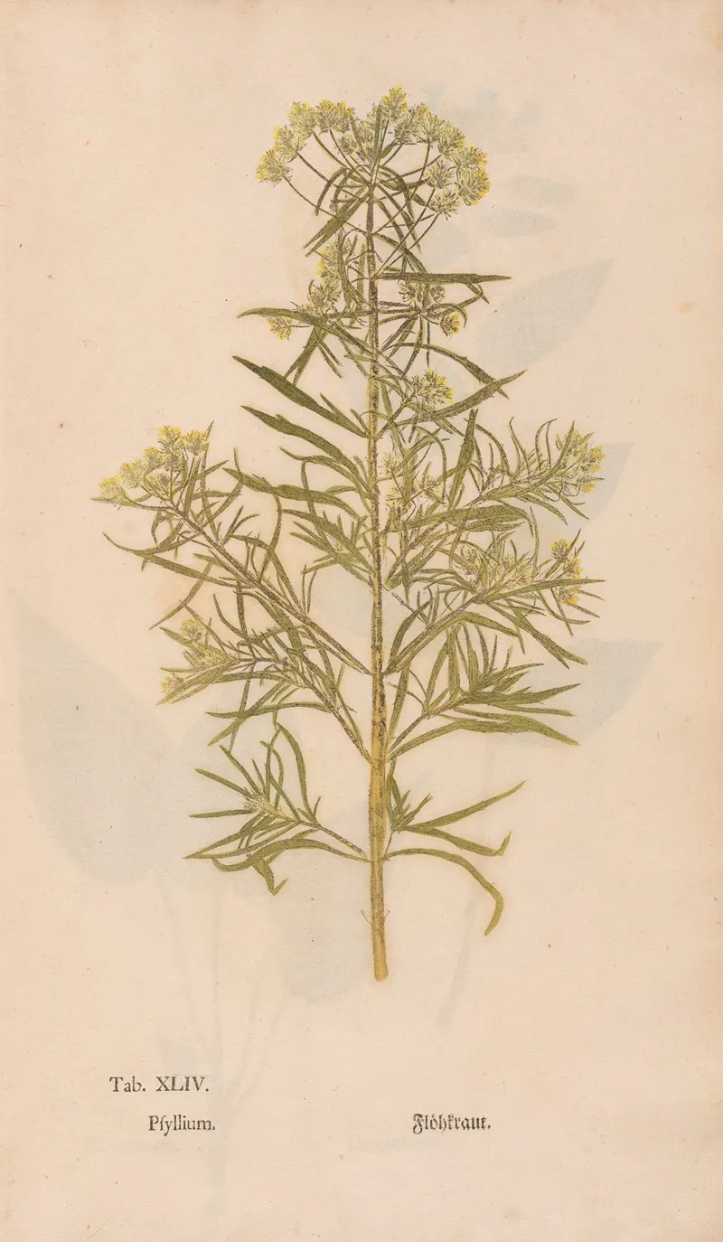 Ectypa Vegetabilium Pl 044 Wall Art by Christian Gottlieb Ludwig - High-Resolution Digital Print