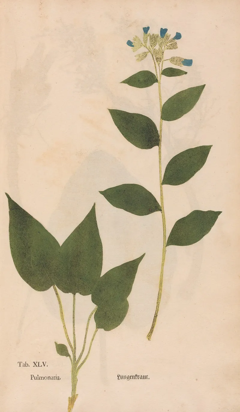 Ectypa Vegetabilium Pl 045 Wall Art by Christian Gottlieb Ludwig - High-Resolution Digital Print