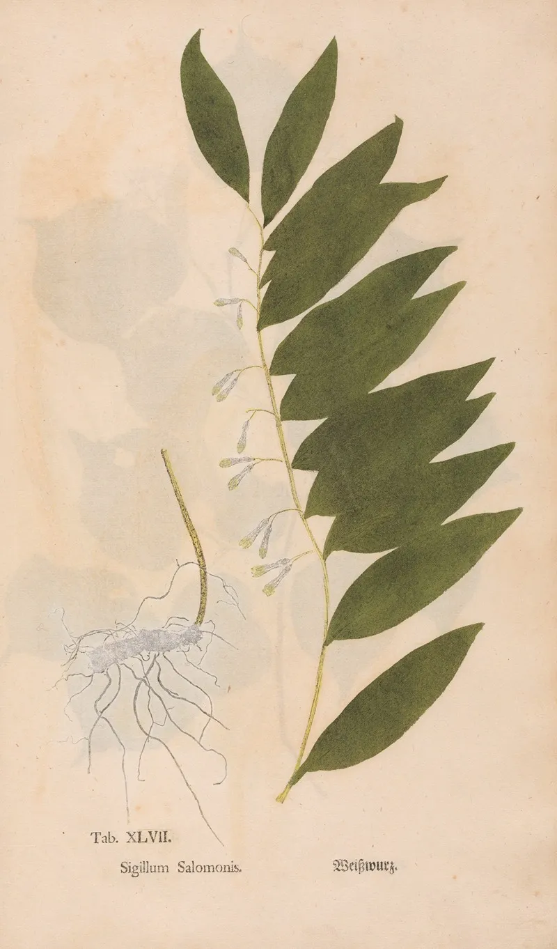 Ectypa Vegetabilium Pl 047 Wall Art by Christian Gottlieb Ludwig - High-Resolution Digital Print