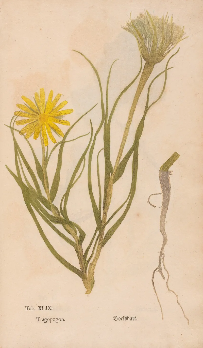 Ectypa Vegetabilium Pl 049 Wall Art by Christian Gottlieb Ludwig - High-Resolution Digital Print