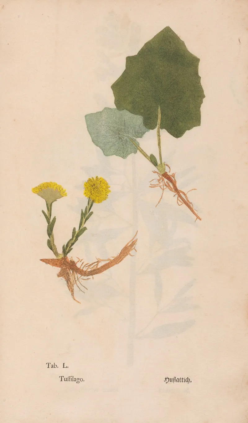 Ectypa Vegetabilium Pl 050 Wall Art by Christian Gottlieb Ludwig - High-Resolution Digital Print