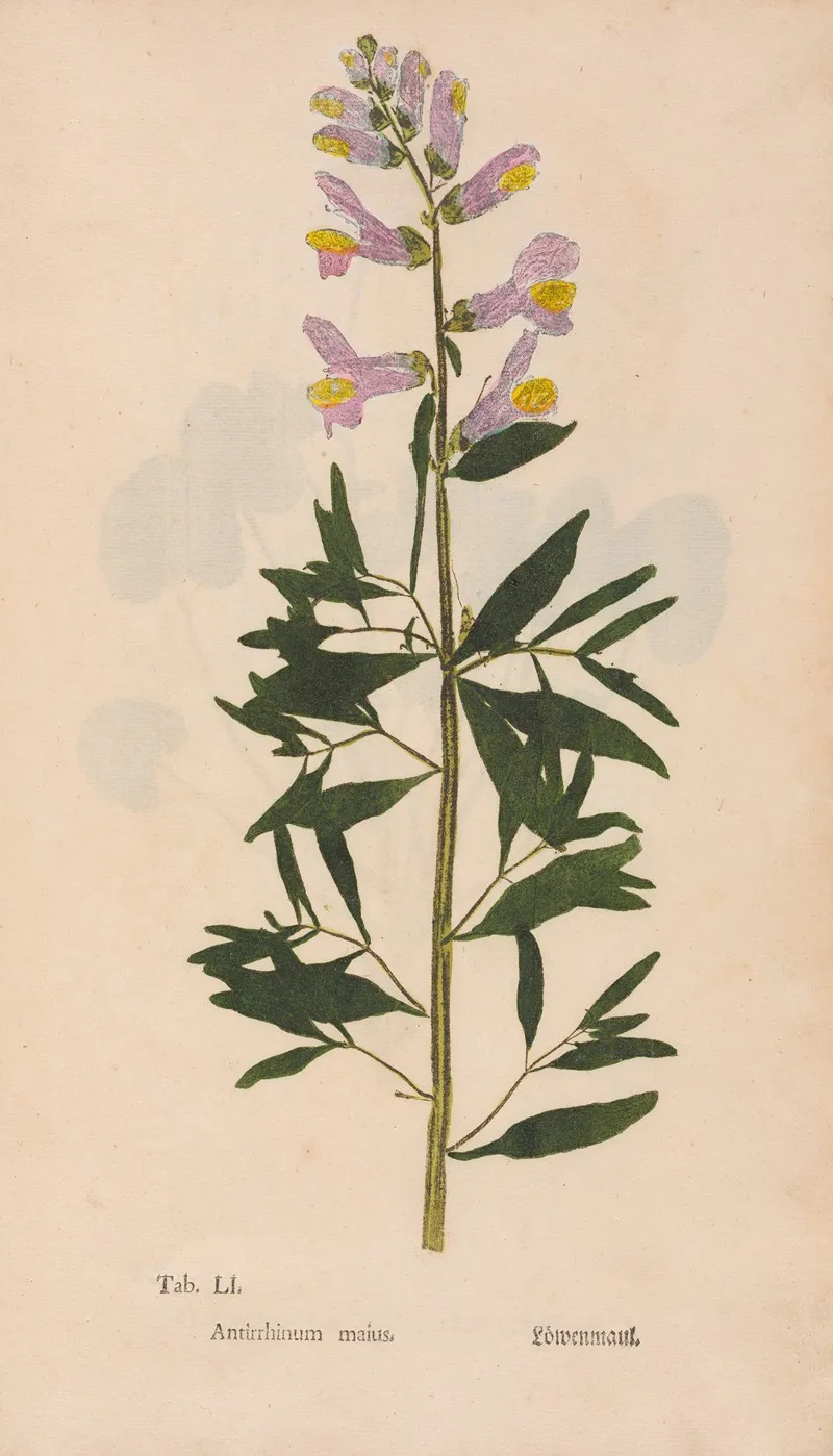 Ectypa Vegetabilium Pl 051 Wall Art by Christian Gottlieb Ludwig - High-Resolution Digital Print
