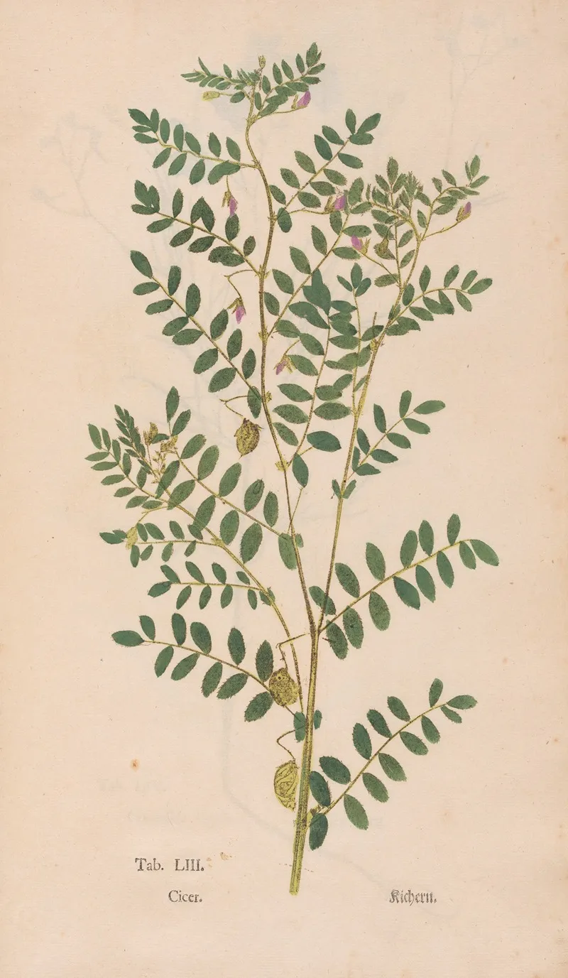 Ectypa Vegetabilium Pl 053 Wall Art by Christian Gottlieb Ludwig - High-Resolution Digital Print