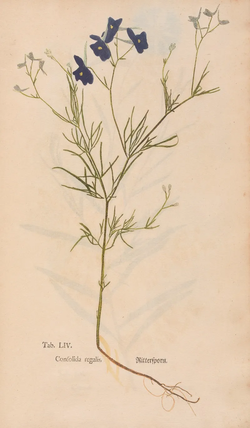 Ectypa Vegetabilium Pl 054 Wall Art by Christian Gottlieb Ludwig - High-Resolution Digital Print