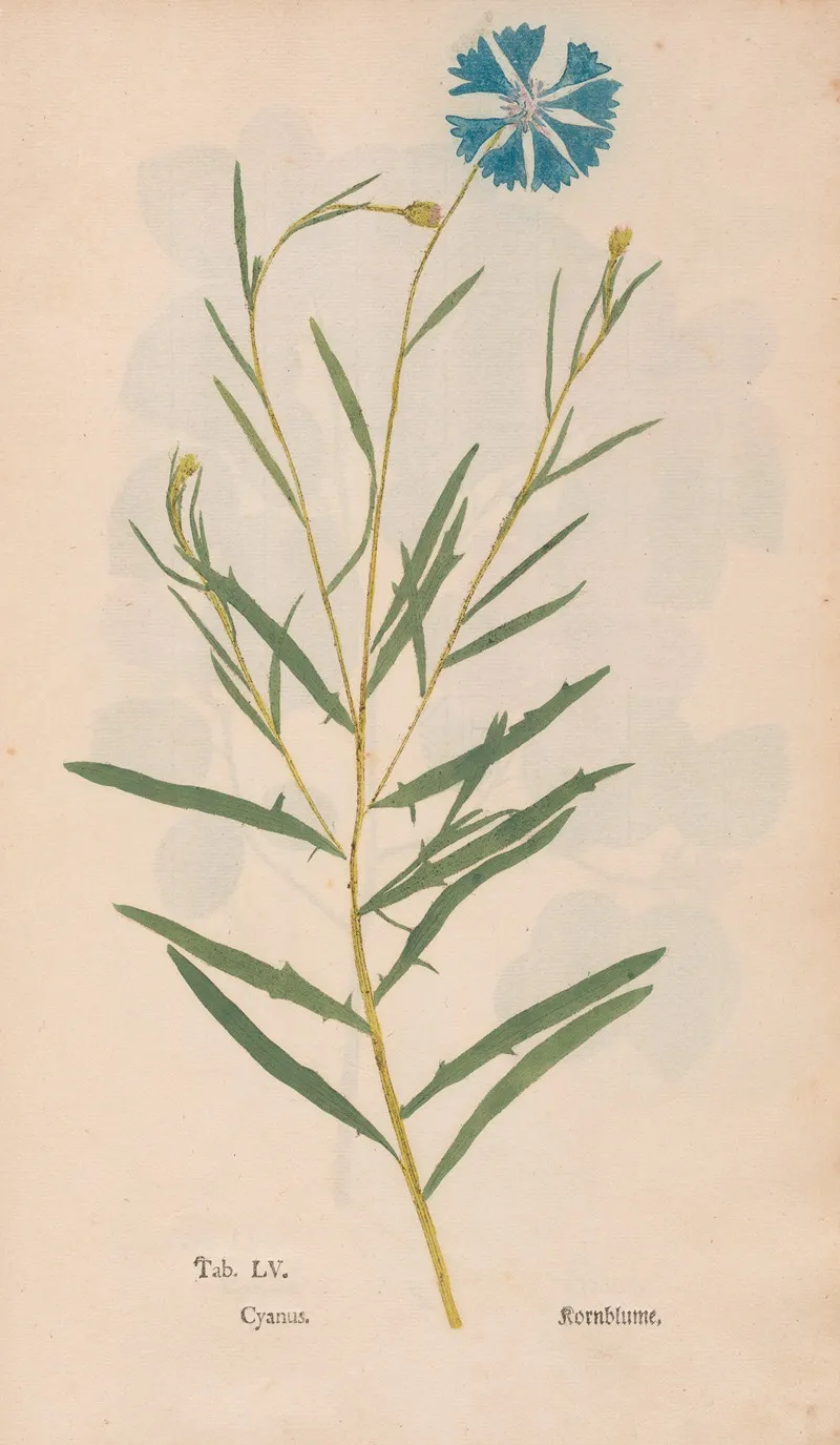 Ectypa Vegetabilium Pl 055 Wall Art by Christian Gottlieb Ludwig - High-Resolution Digital Print