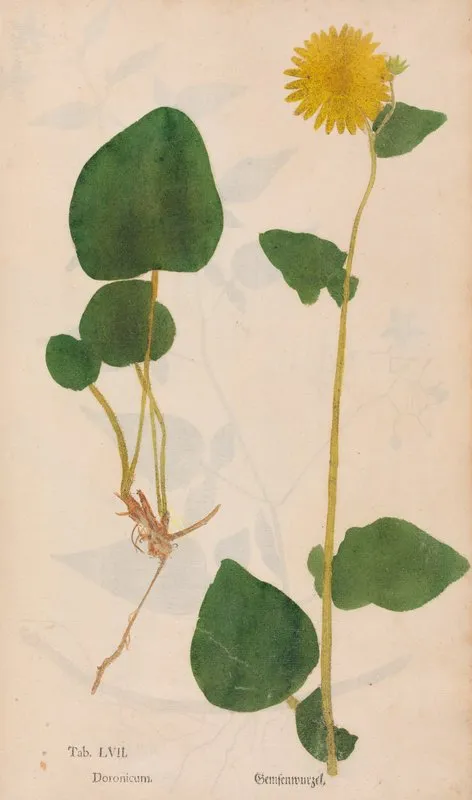 Ectypa Vegetabilium Pl 057 Wall Art by Christian Gottlieb Ludwig - High-Resolution Digital Print