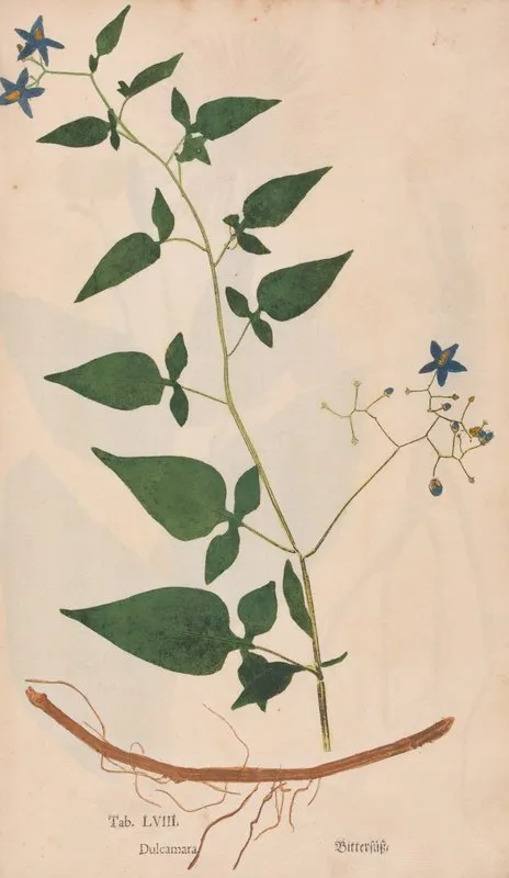 Ectypa Vegetabilium Pl 058 Wall Art by Christian Gottlieb Ludwig - High-Resolution Digital Print