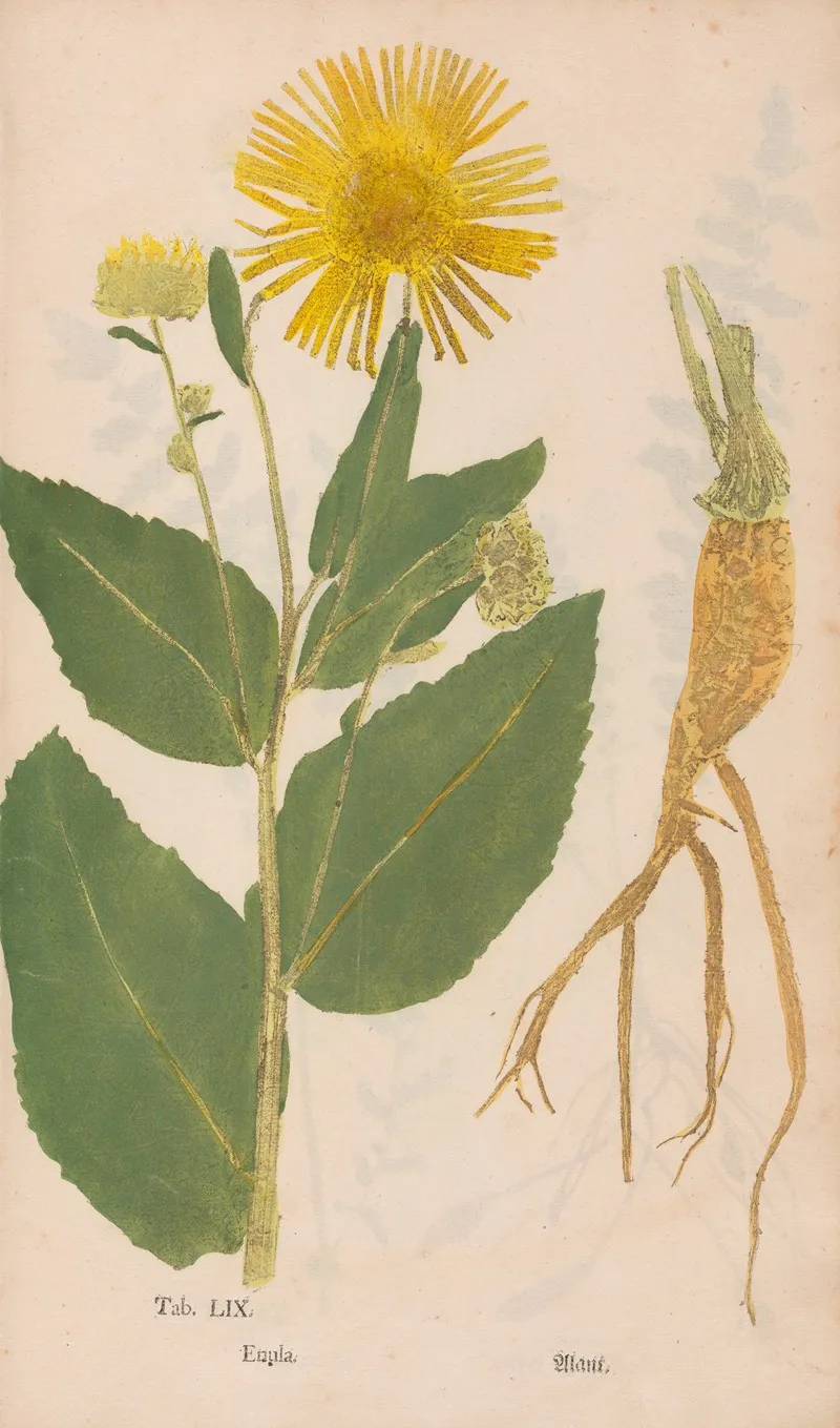 Ectypa Vegetabilium Pl 059 Wall Art by Christian Gottlieb Ludwig - High-Resolution Digital Print
