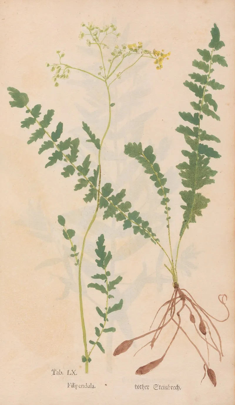 Ectypa Vegetabilium Pl 060 Wall Art by Christian Gottlieb Ludwig - High-Resolution Digital Print
