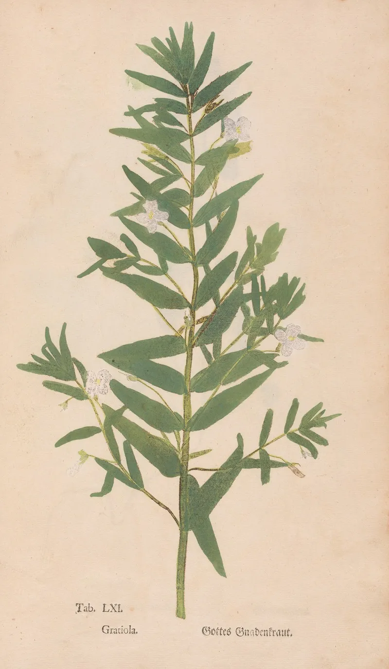 Ectypa Vegetabilium Pl 061 Wall Art by Christian Gottlieb Ludwig - High-Resolution Digital Print