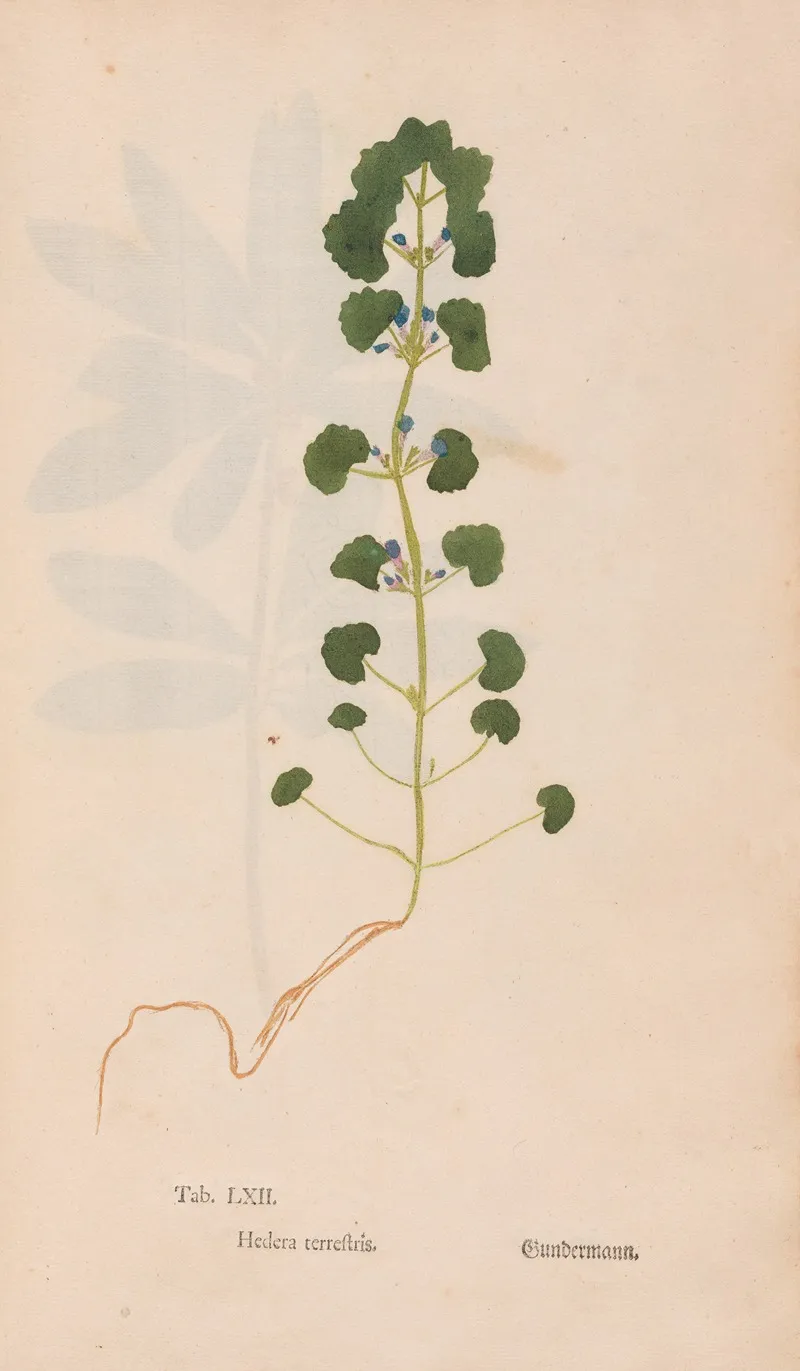 Ectypa Vegetabilium Pl 062 Wall Art by Christian Gottlieb Ludwig - High-Resolution Digital Print