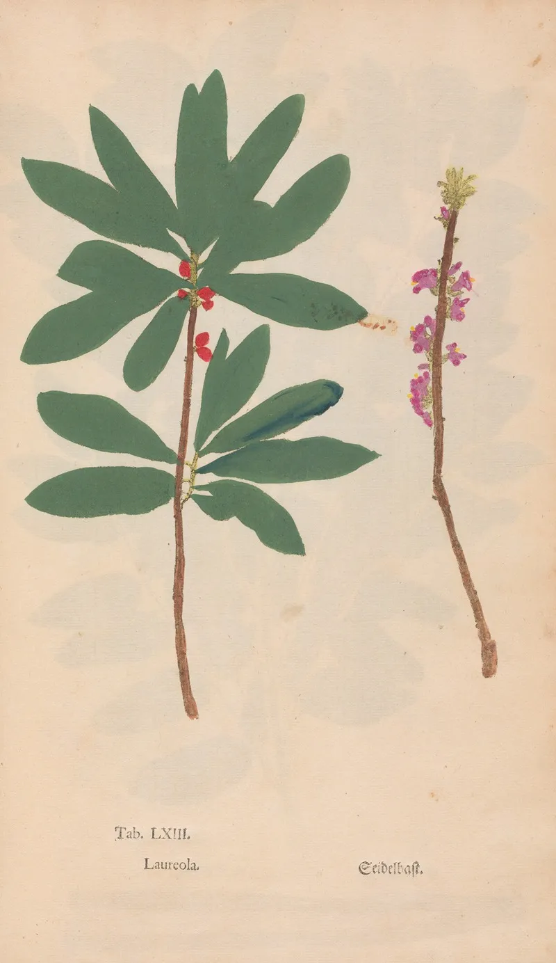 Ectypa Vegetabilium Pl 063 Wall Art by Christian Gottlieb Ludwig - High-Resolution Digital Print