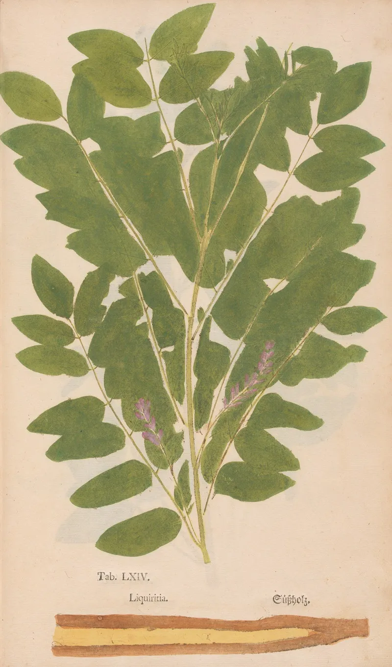Ectypa Vegetabilium Pl 064 Wall Art by Christian Gottlieb Ludwig - High-Resolution Digital Print