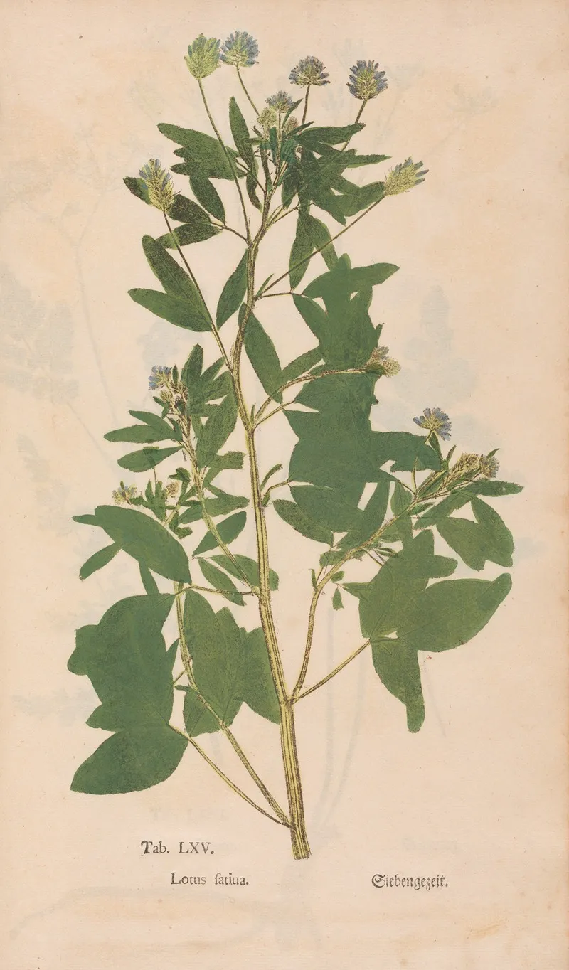 Ectypa Vegetabilium Pl 065 Wall Art by Christian Gottlieb Ludwig - High-Resolution Digital Print