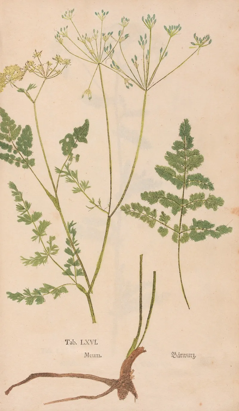 Ectypa Vegetabilium Pl 066 Wall Art by Christian Gottlieb Ludwig - High-Resolution Digital Print