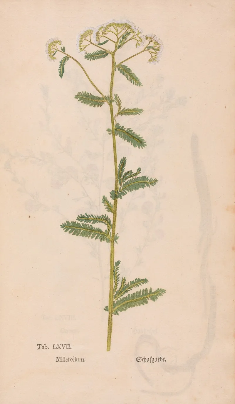 Ectypa Vegetabilium Pl 067 Wall Art by Christian Gottlieb Ludwig - High-Resolution Digital Print